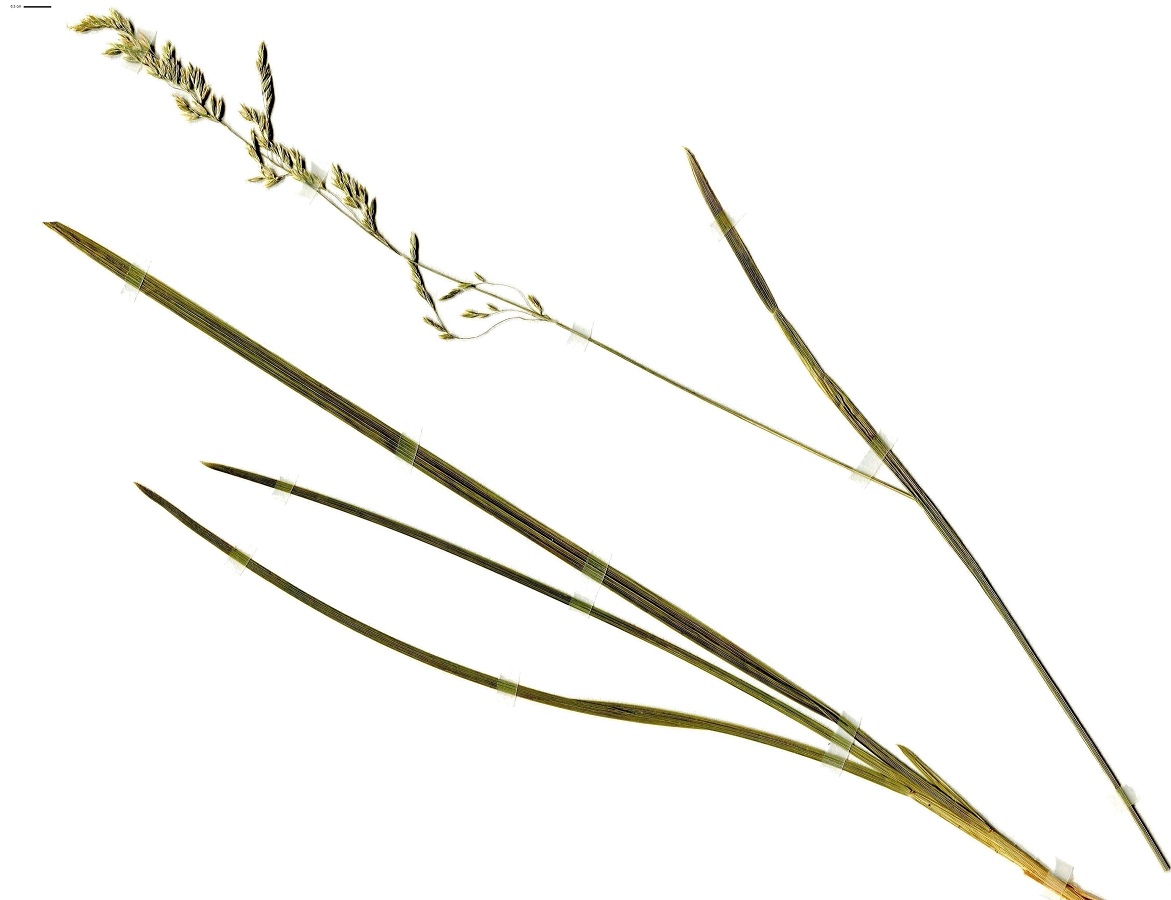 Poa chaixii (Poaceae)